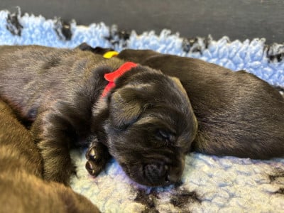 Les chiots de Labrador Retriever