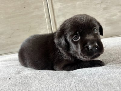 Les chiots de Labrador Retriever