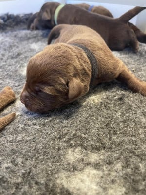 Les chiots de Labrador Retriever