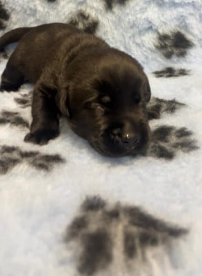 Les chiots de Labrador Retriever