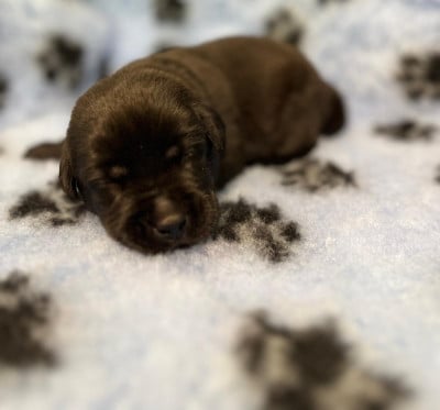 Les chiots de Labrador Retriever