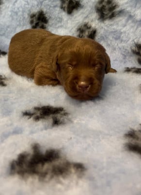 Les chiots de Labrador Retriever