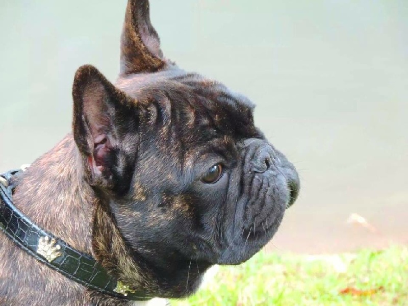 Kuvat de el mencey loco - 1 ex meilleur jeune J CAC