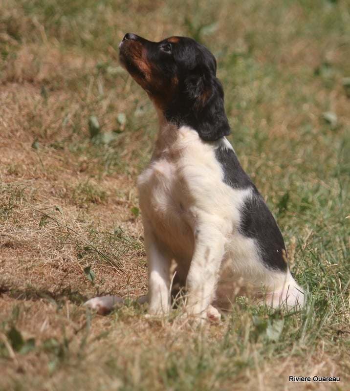 MALE TRICOLORE NOIR Breitz