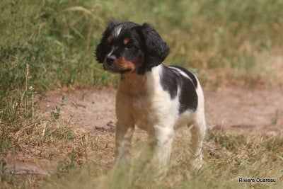 Les chiots de Epagneul Breton