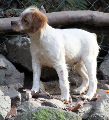 Chiots de race Epagneul Breton LOF à vendre en France