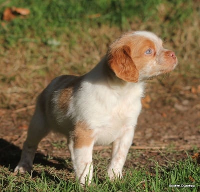 Chiots de race Epagneul Breton LOF à vendre en France
