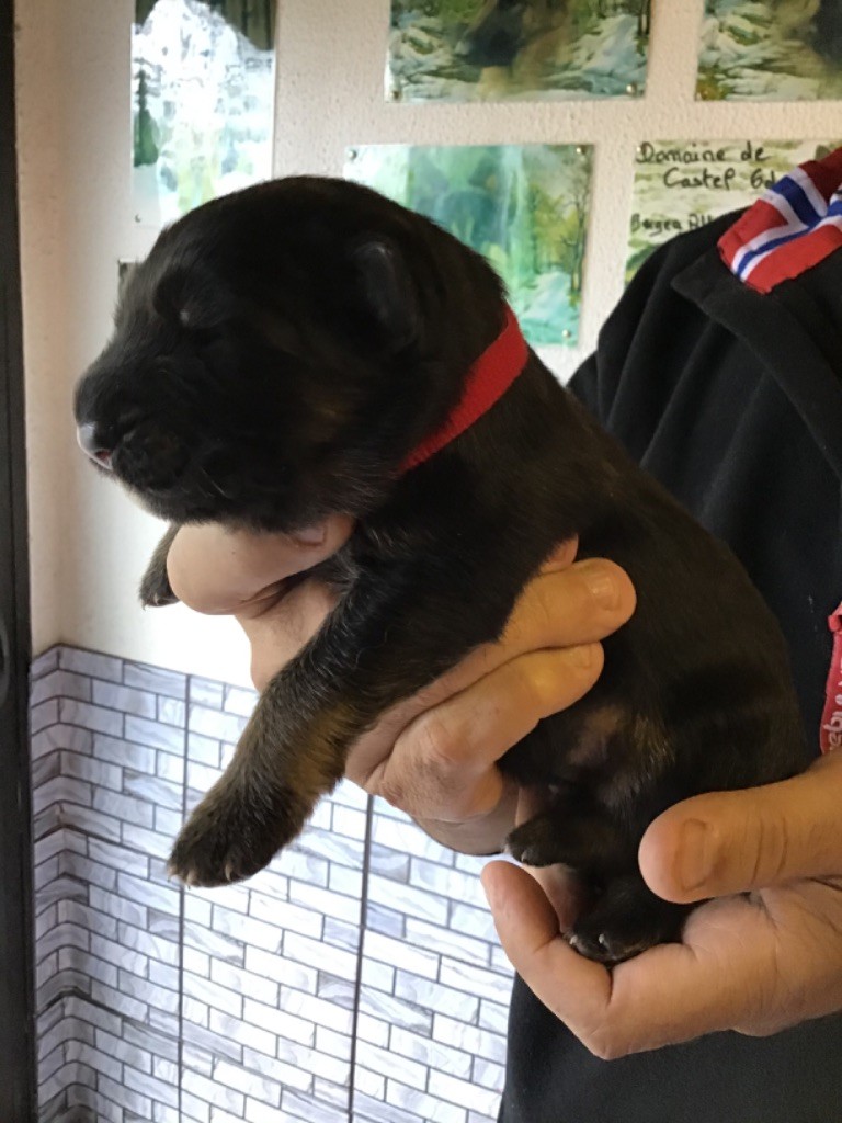 Chiot Berger Allemand Poil Long Male Disponible En Auvergne Rhone Alpes 63 Puy De Dome Toutes Les Portees Les Chiots De Race Les Eleveurs Et Chiens De Race Sont Sur Chiens De France Com