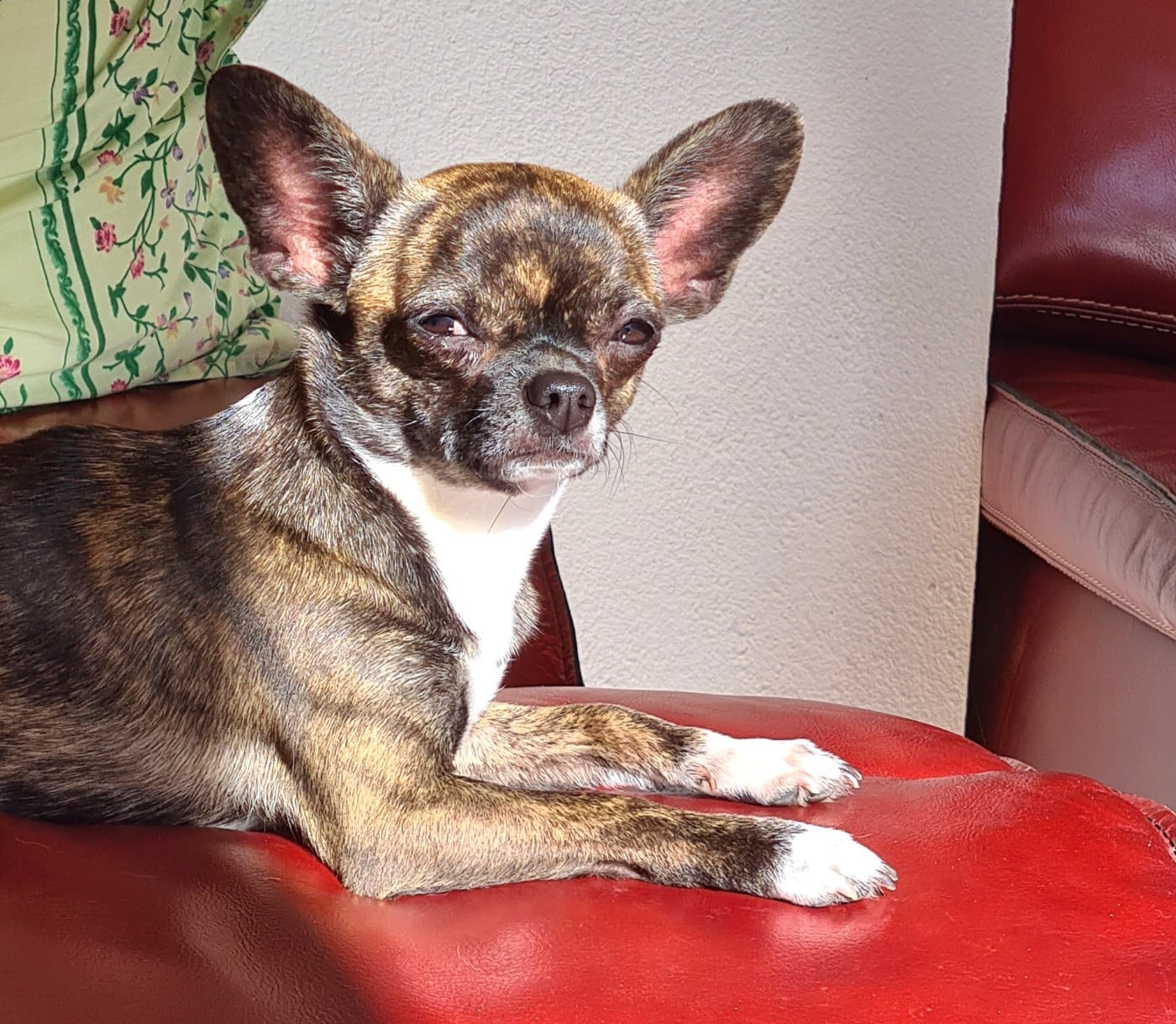 Valyana tiger Des Petits Diamants Précieux