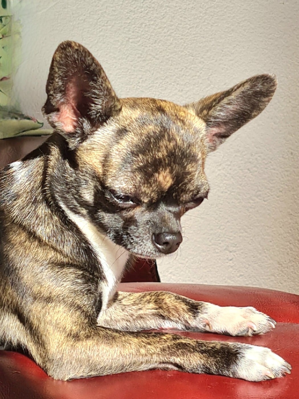 Valyana tiger Des Petits Diamants Précieux