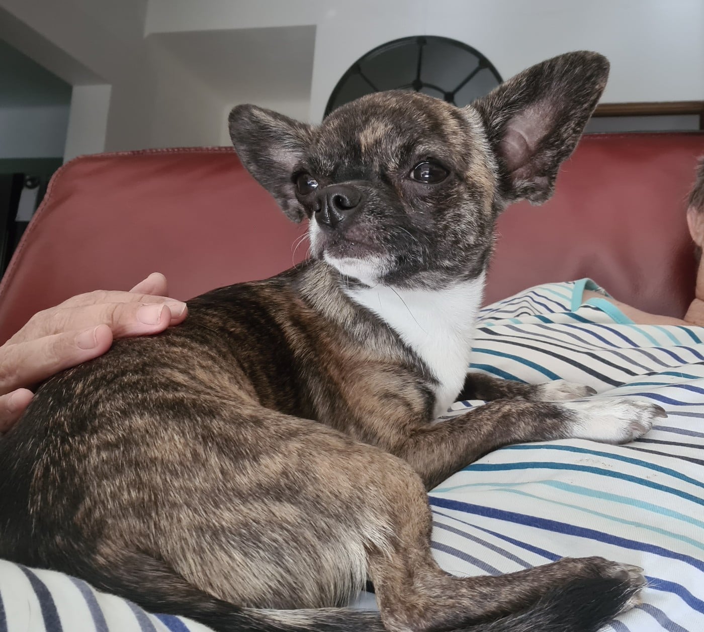 Valyana tiger Des Petits Diamants Précieux