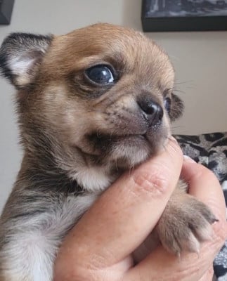 BAHO - Chihuahua