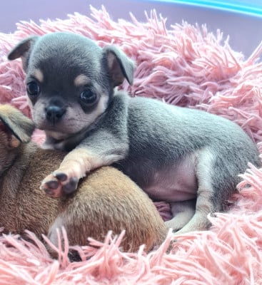 BLUE - Chihuahua