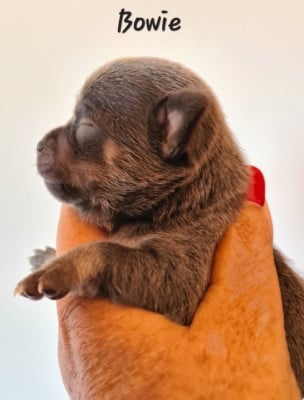 Les chiots de Chihuahua