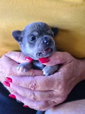 Les chiots de Chihuahua