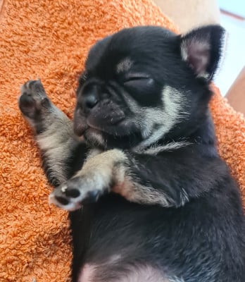 Les chiots de Chihuahua