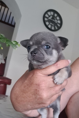 Les chiots de Chihuahua
