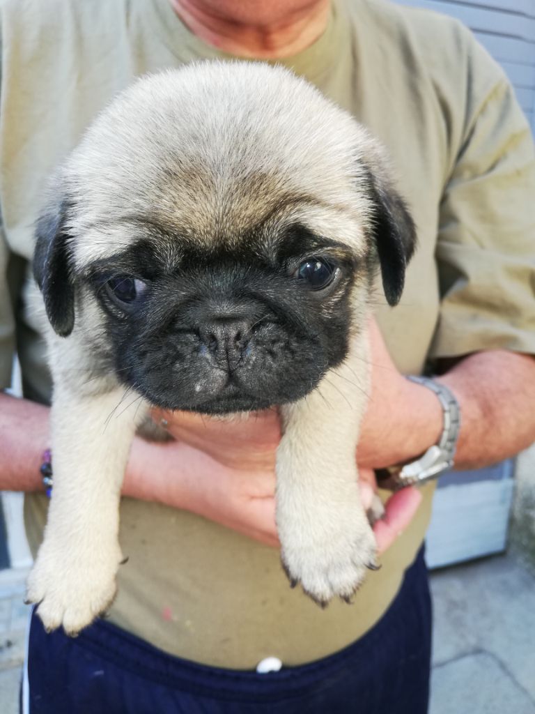 Chiot Carlin, CHIOT carlin, mâle disponible en Provence