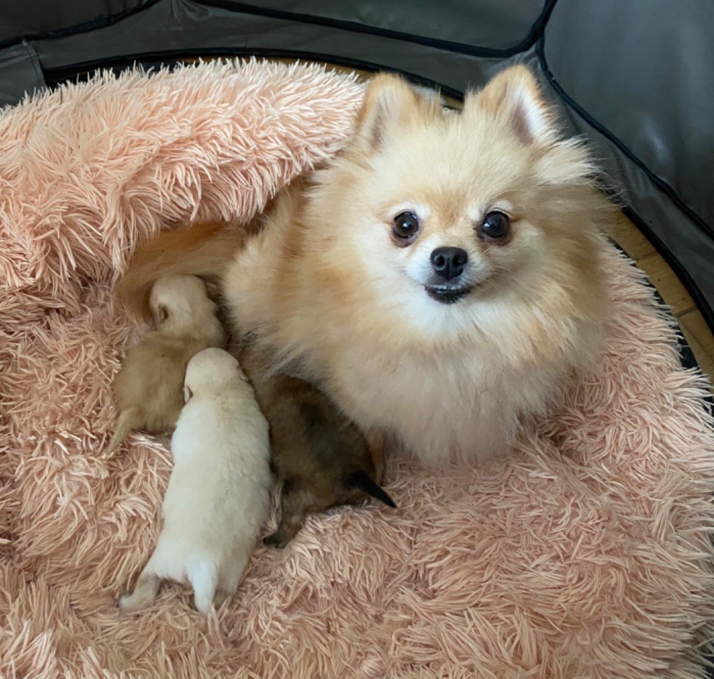 Chiot Elevage Pom Pom Pidou eleveur de chiens Spitz allemand