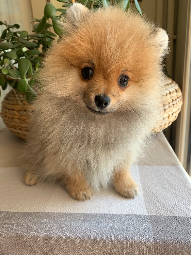 Chiot Elevage Pom Pom Pidou eleveur de chiens Spitz allemand