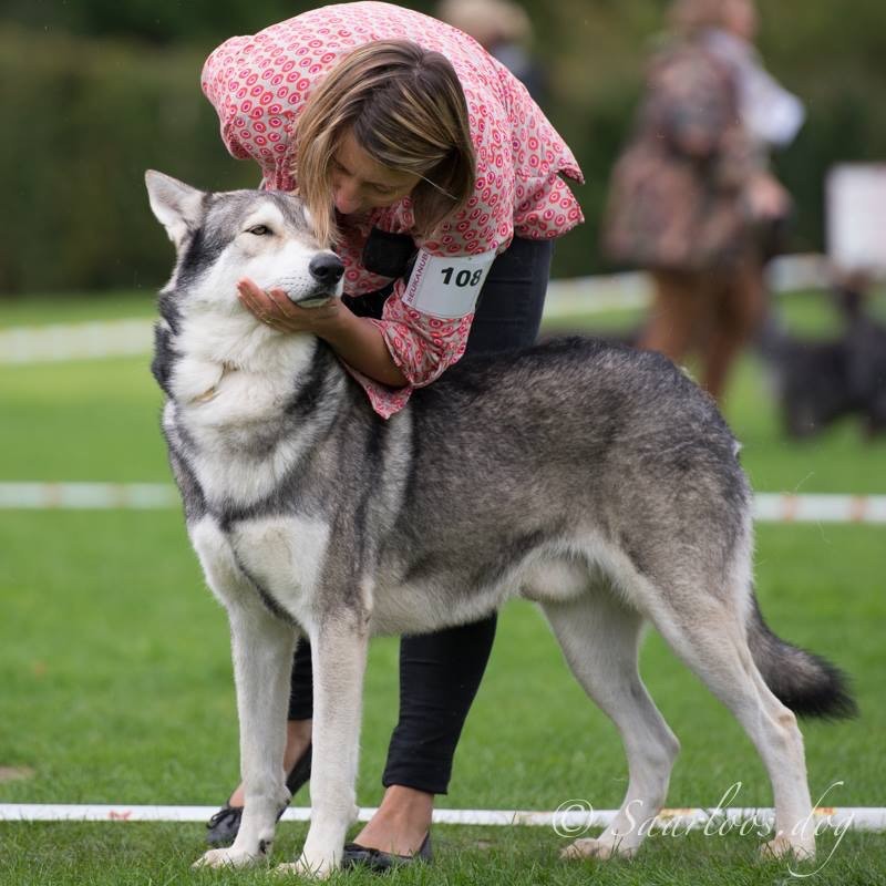 CH. Ibiscus wolf ar Borin Braz - 2ème Excellent