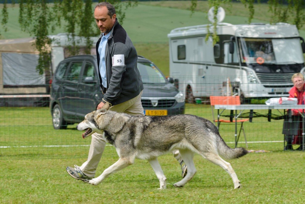 CH. Ibiscus wolf ar Borin Braz - 1er Excellent - Classe Champion Mâle