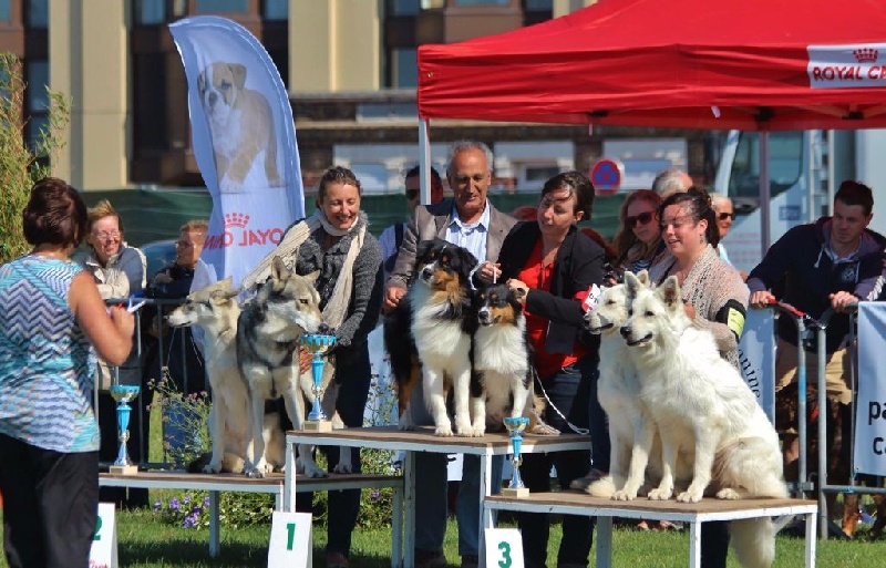 CH. Ibiscus wolf ar Borin Braz - 2ème, Excellent RCAC