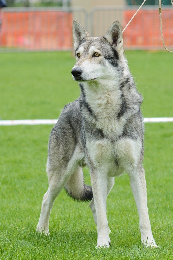 CH. Ibiscus wolf ar Borin Braz - 2ème Excellent