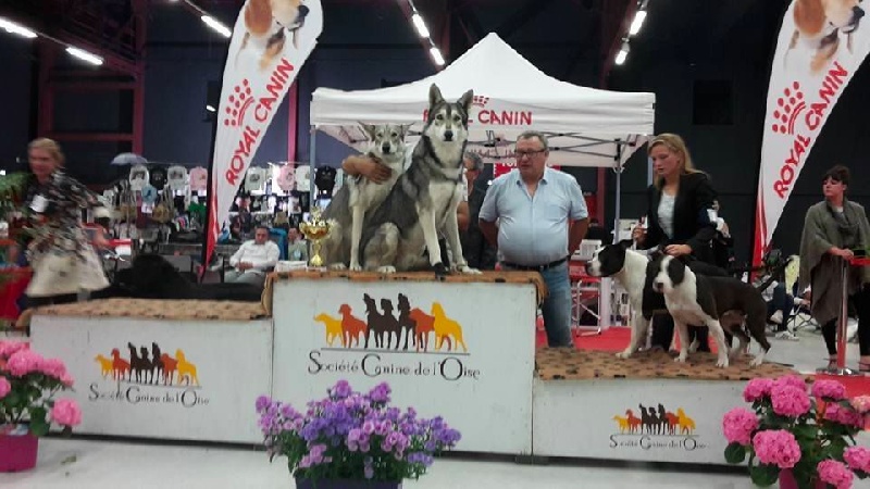 CH. Ibiscus wolf ar Borin Braz - 1er Excellent, CAC, BOS (Meilleur de sexe opposé)