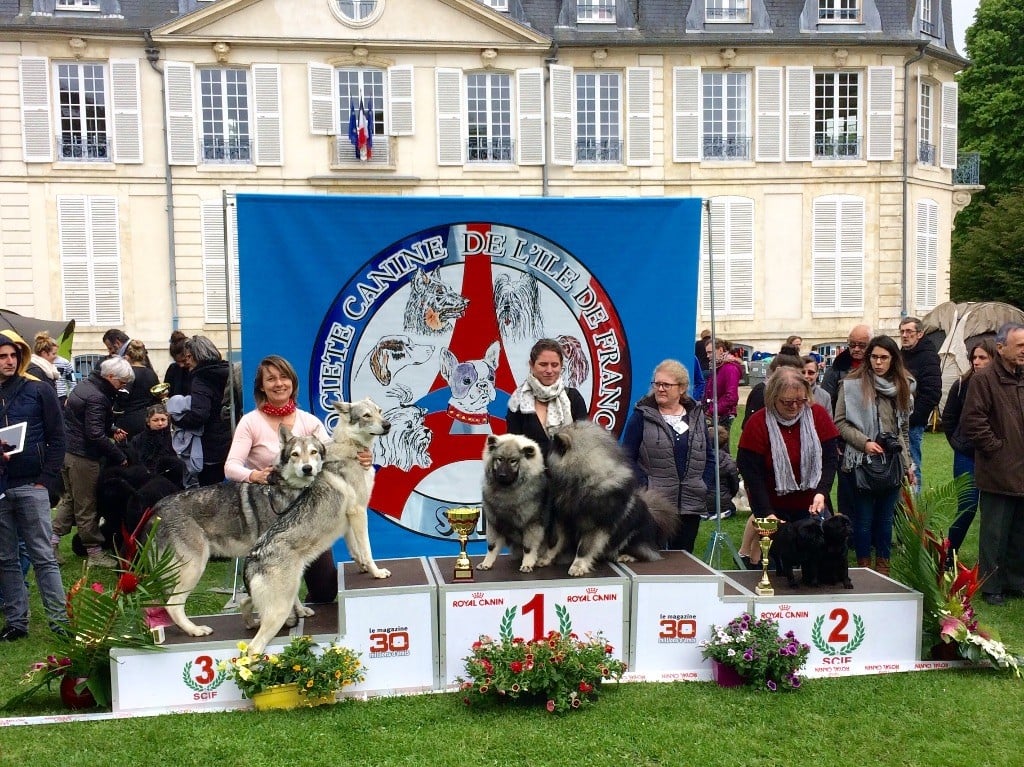 CH. Ibiscus wolf ar Borin Braz - 1er Excellent - CAC - BOS