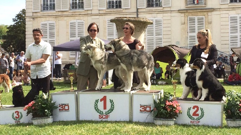 CH. Ibiscus wolf ar Borin Braz - 1er Excellent, CAC, BOS (Meilleur de sexe opposé)