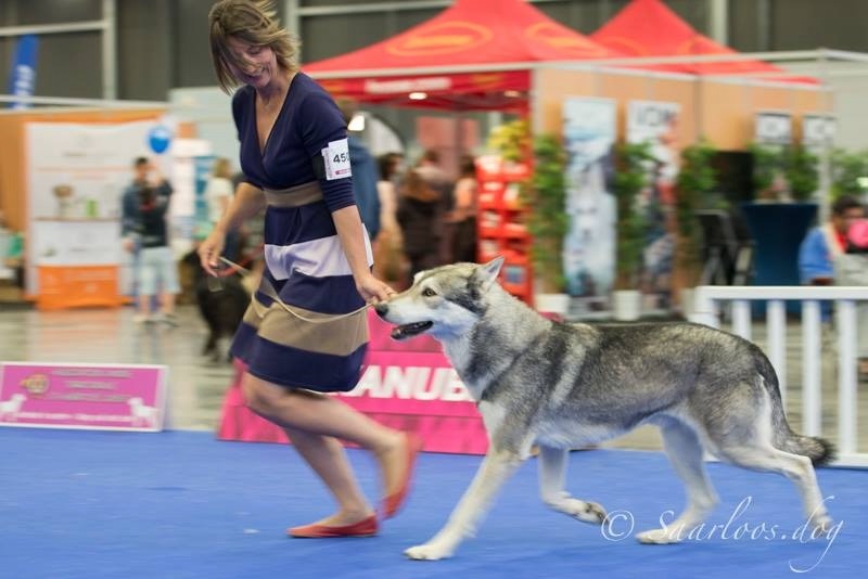 CH. Ibiscus wolf ar Borin Braz - 1er Excellent - RCACIB