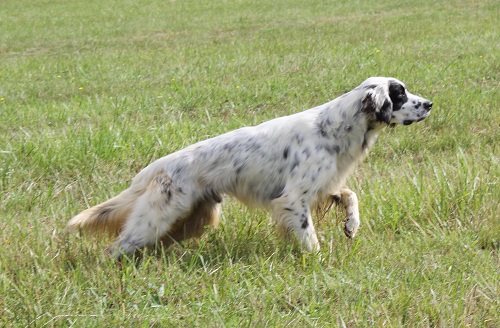 Publication : de la Fusilliere Auteur : Alexia Priolet Chauveau