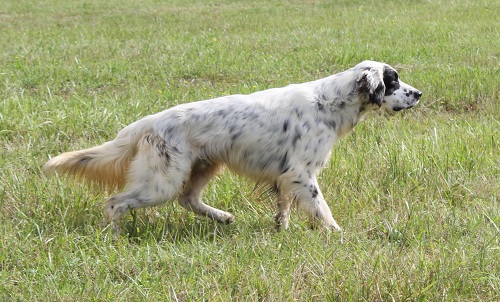 Publication : de la Fusilliere Auteur : Alexia Priolet Chauveau