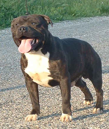 CH. Arkansas buffalos storm des Plaines d'Iron