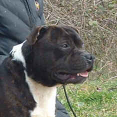 CH. Arkansas buffalos storm des Plaines d'Iron