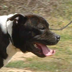 CH. Arkansas buffalos storm des Plaines d'Iron