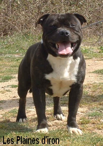 CH. Arkansas buffalos storm des Plaines d'Iron