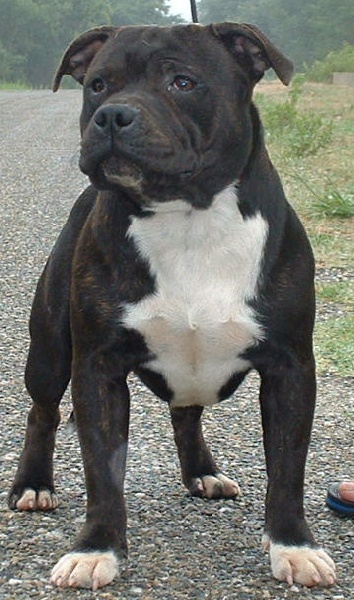 CH. Arkansas buffalos storm des Plaines d'Iron