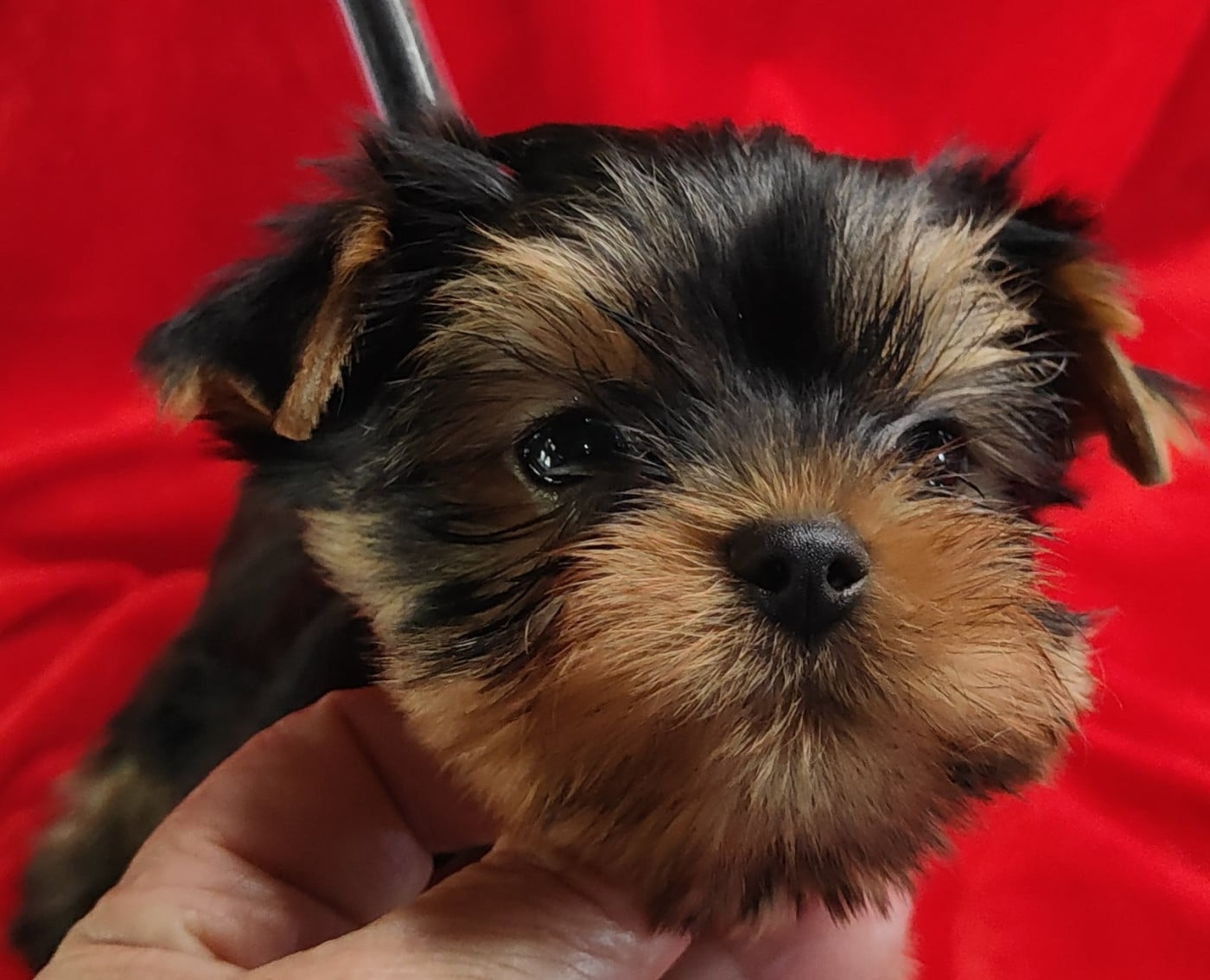 Chiot N°1 - Yorkshire Terrier
