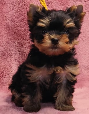 Les chiots de Yorkshire Terrier