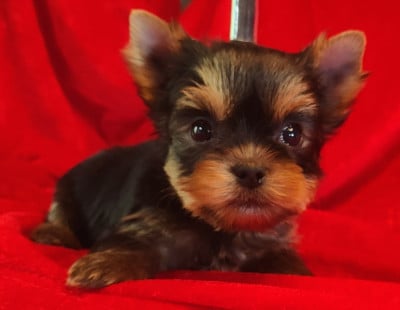 Yorkshire Terrier