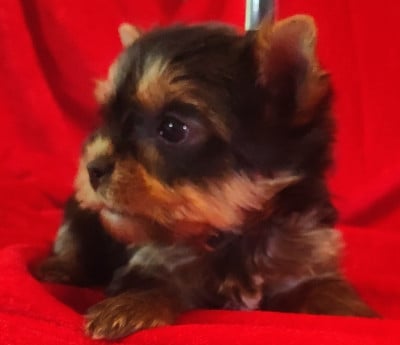 Chiot N°3 - Yorkshire Terrier