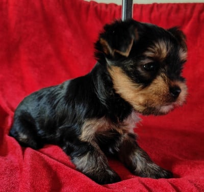Yorkshire Terrier