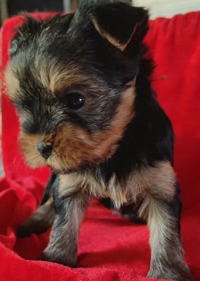 Chiot N°2 - Yorkshire Terrier