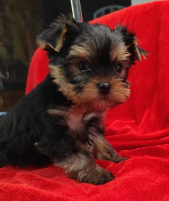 Chiot N°2 - Yorkshire Terrier