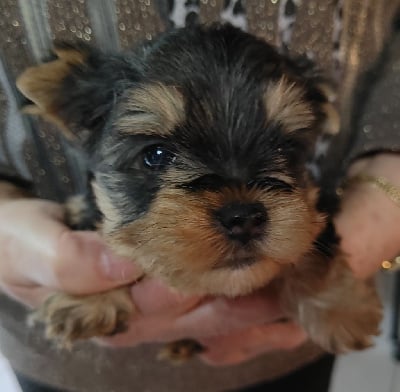 Les chiots de Yorkshire Terrier