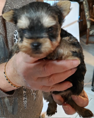 Les chiots de Yorkshire Terrier