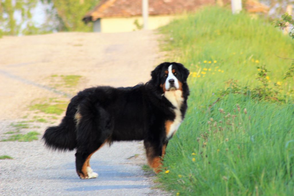 Publication : du Bois de Chantalouette