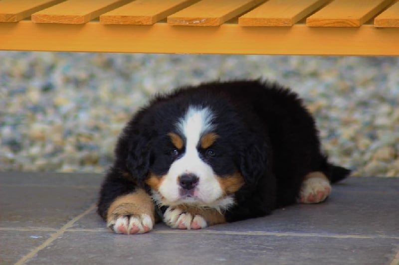 Publication : du Bois de Chantalouette